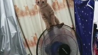 Pets so cute // funny pest cute cats // funny cats video // baby cats