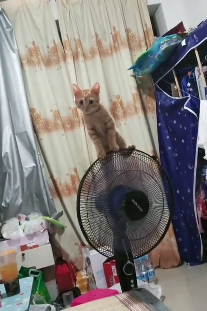 ⁣Pets so cute // funny pest cute cats // funny cats video // baby cats