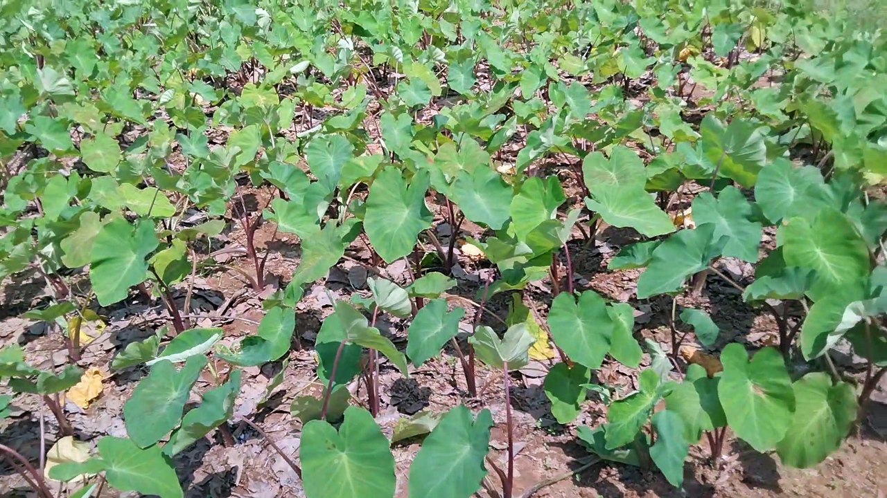 Vegetable Garden Visit time