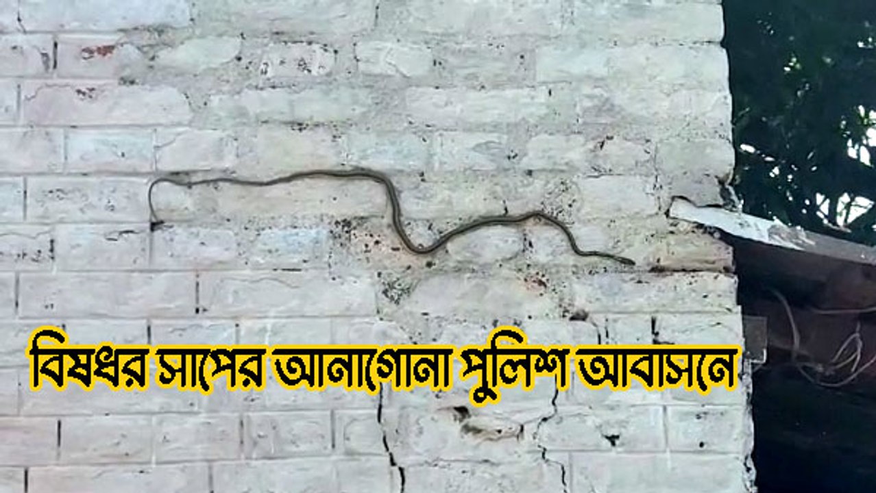 বিষধর সাপের আনাগোনা পুলিশ আবাসনে, প্রাণের ঝুঁকি...