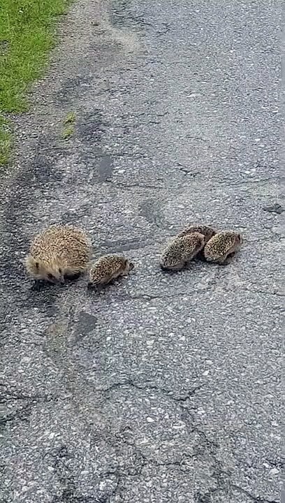 Cette maman hérisson aide ses petits à traverser la route : trop mignon