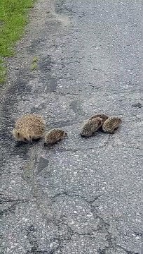 Cette maman hérisson aide ses petits à traverser la route : trop mignon