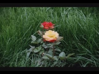 Zeki Müren - Ruyalarda Buluşuruz