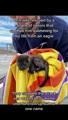 Rehabilitating Otis, the Baby Otter