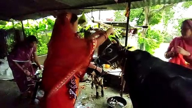 गाय-बछड़े का किया पूजन
