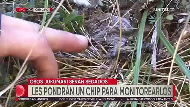 Hallan restos de animales devorados por osos en Palca