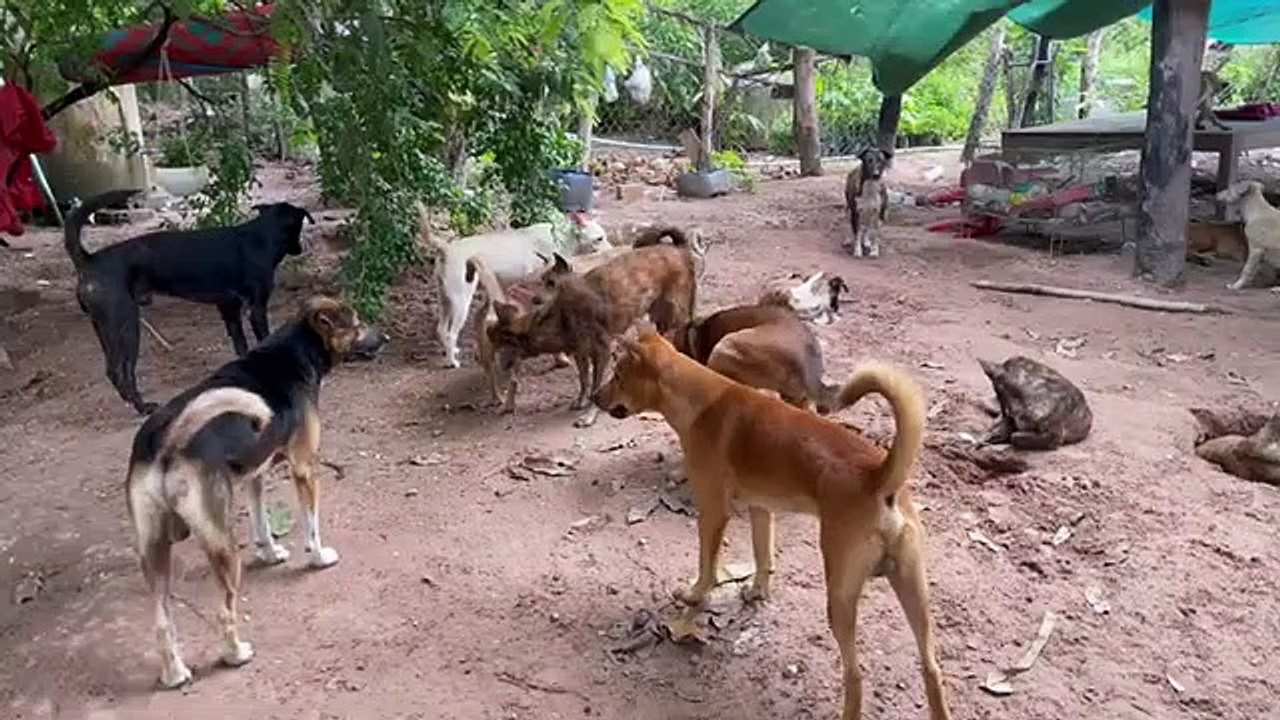 Three Poor Dog Fighting 4 Dogs vs One