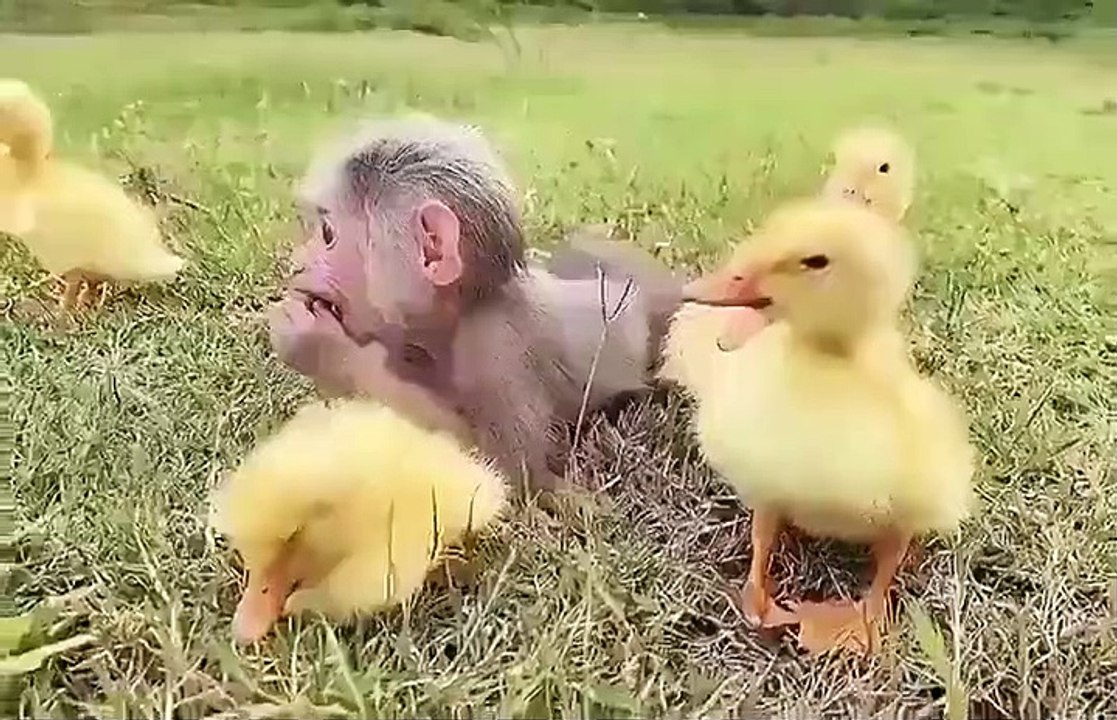 Maymunun yavru ördeklerle arkadaşlığı