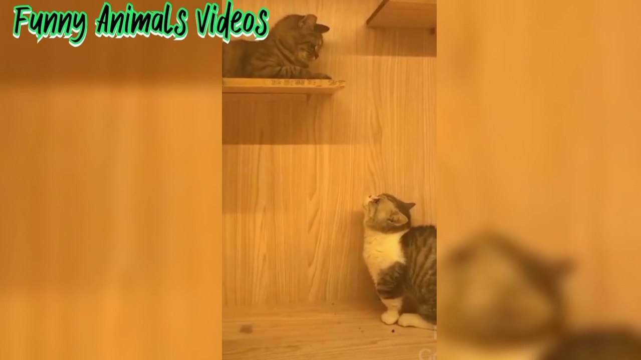 Funny Animals video 2022 Cats Dogs Funny videos 2022 Animals video 2022 Funny video new  2022
