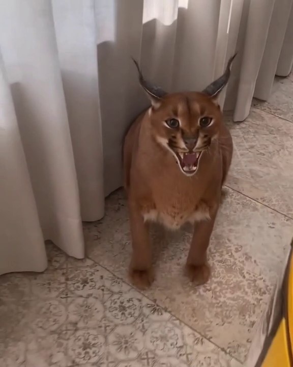 Funny cat