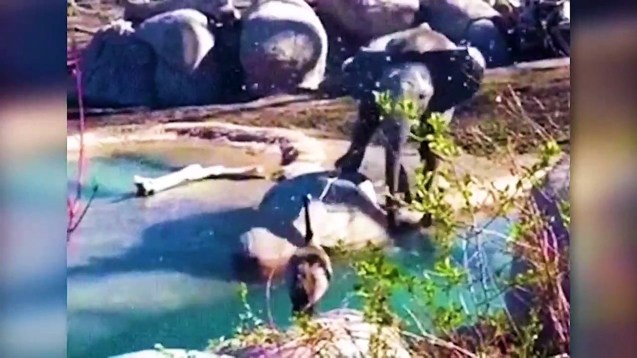 35 Times Animals Messed With The Wrong Opponent !