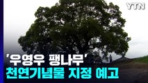 '우영우 팽나무' 천연기념물 지정 예고...주민들 