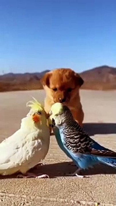 Pet Love bird play