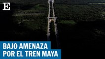 Crece incertidumbre entre expertos y comunidades por el Tren Maya