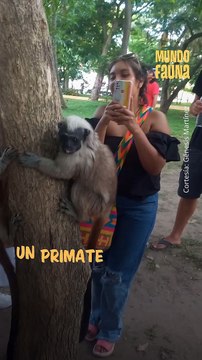 Conoce al tití gris, un primate endémico de Colombia