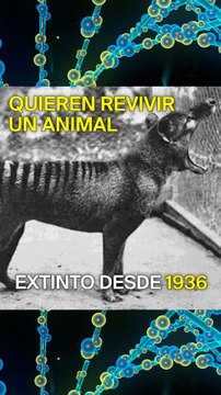 Científicos quieren resucitar al tigre de Tasmania
