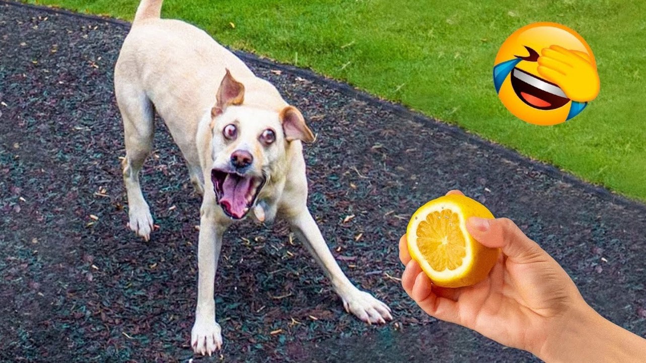 Best Funny Animal Videos 2022 and 2021  - Funniest And Cute Dogs And Cats Videos 