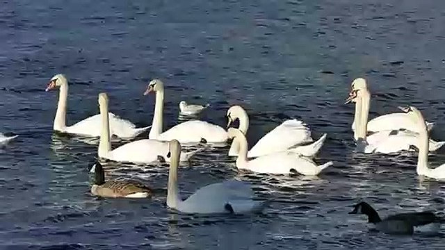 White Swans Ducks Water | White Swan In Nature | White Bird Nature