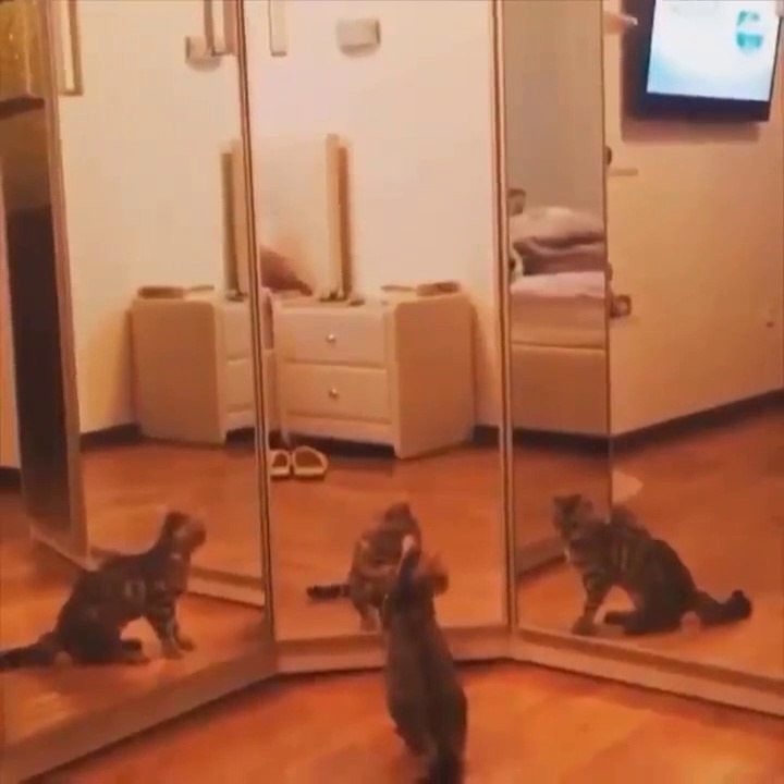 Funny Cats  compilation 2022