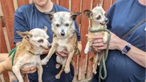 ‘Dumped like rubbish’: three dogs in need of urgent vet care were abandoned in a cardboard box in the scorching heat