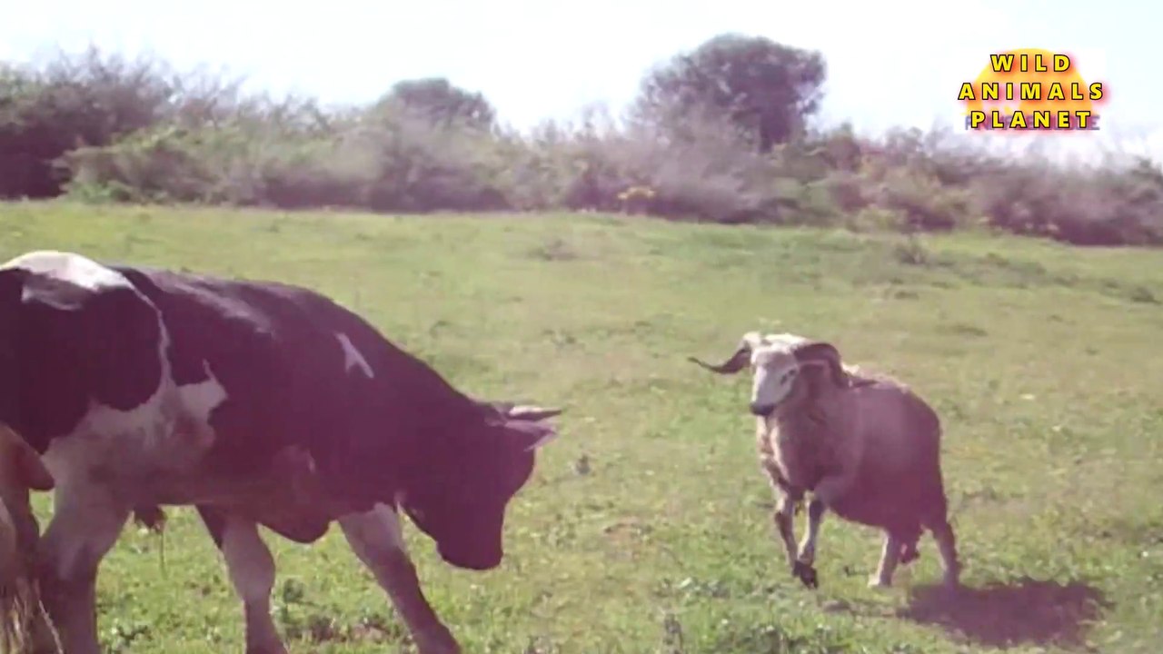 Sheep Attacks And Terrorizing A Bull