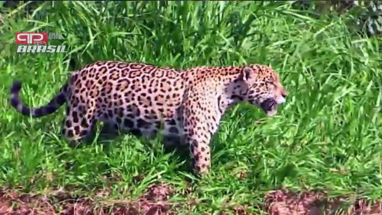 Onça pintada - O maior felino das américas   Jaguar - The biggest cat in the Americas