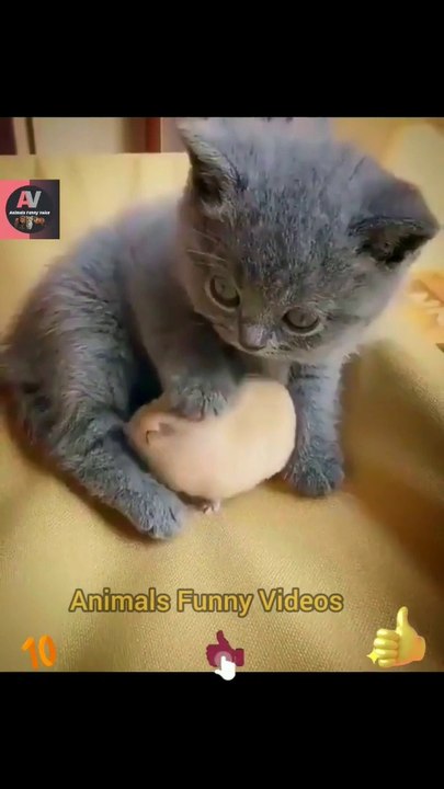 Cute Cat And Rat Best Friendships Videos 2022 _  Cute Animals Video _ Cat Rat Viral Shorts #animal