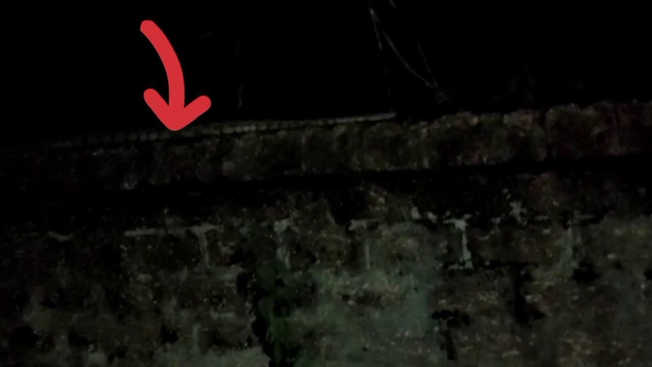 My Farst Blog With a Snake
