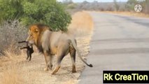 ਜਦੋ ਇੱਕ ਜਾਨਵਰ ਨੇ ਦੂਸਰੇ ਦੀ ਬਚਾਈ ਜਾਨ _ When Animal Saves Another Animal _ animal videoes  _