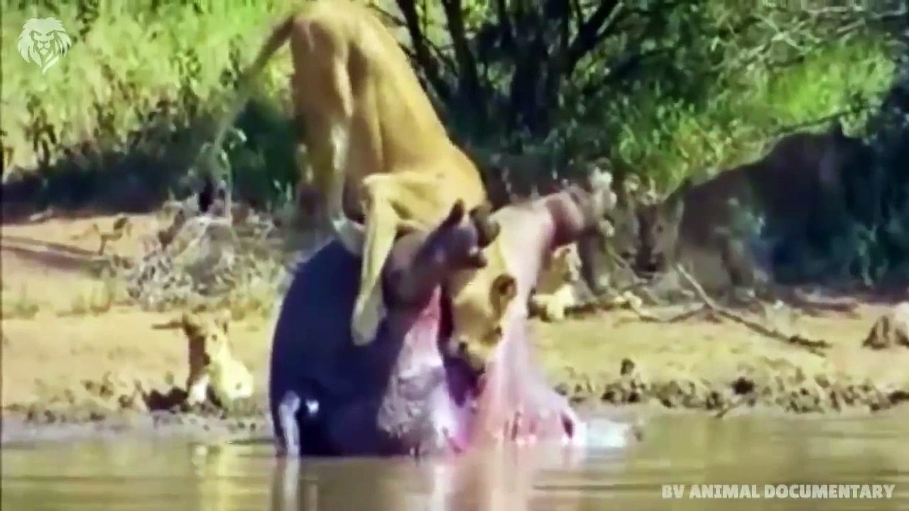 10 Animals that can kill Lion