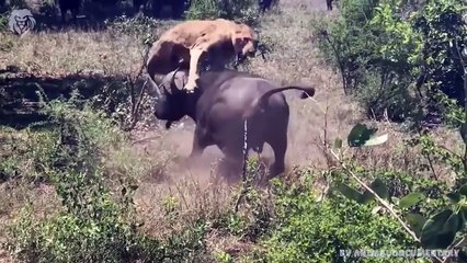 Mother Giraffe kicks Lion head very hard to save herself, harsh life of Wild Animals