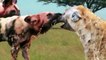 Angry Wild Dogs attacks Hyena who try to steal their food, Crazy Moment of Animals