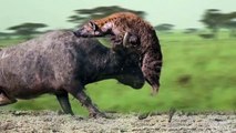 Mother Buffalo attacks Hyena very hard to save her baby, Wild Animals Attack