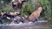 Lion chases and kills Wild Dogs who attack him, Wild Animals Attack