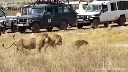 Download Video: Lion attacks Hyena who wants to steal his food very hard, Wild Animals Attack