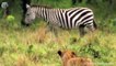 Mama Zebra attacks Lion very hard to save her baby, Wild Animals Attack