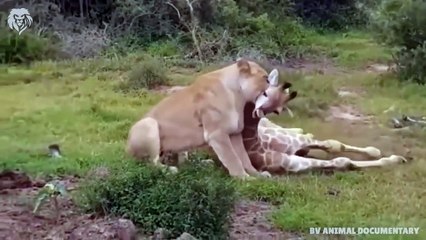 Extreme fight Lion vs Giraffe to save her baby, Wild Animals Attack