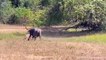 Buffalo attacks Leopard very hard to save her baby, Wild Animals Attack