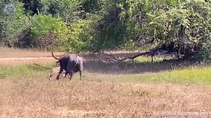 Buffalo attacks Leopard very hard to save her baby, Wild Animals Attack