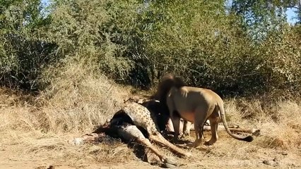 Extreme fight Lion vs Giraffe #2 , Wild Animals Attack