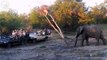 Extreme fight Leopard vs Elephant, Wild Animals Attack