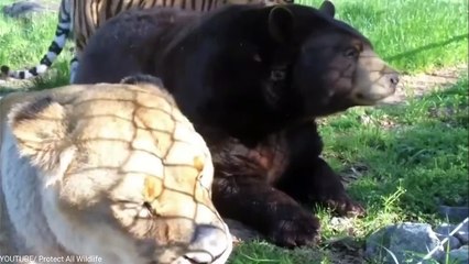 15 Best Animal Friendships in the World