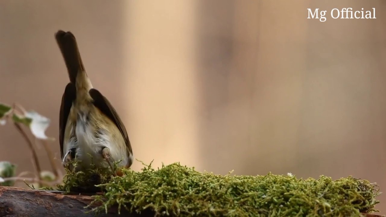 Animals Beautiful EPI -1