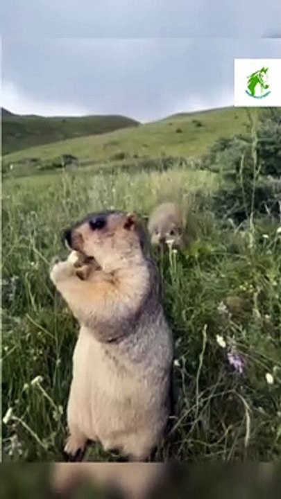 Cute Squirrel Funny Fight