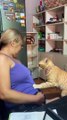 Cat Massages Owner's Tummy
