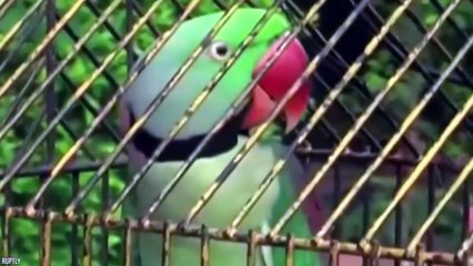 Cute Animals That Got Arrested For Strange Reasons