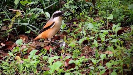 14 Most Fearless Birds in the World