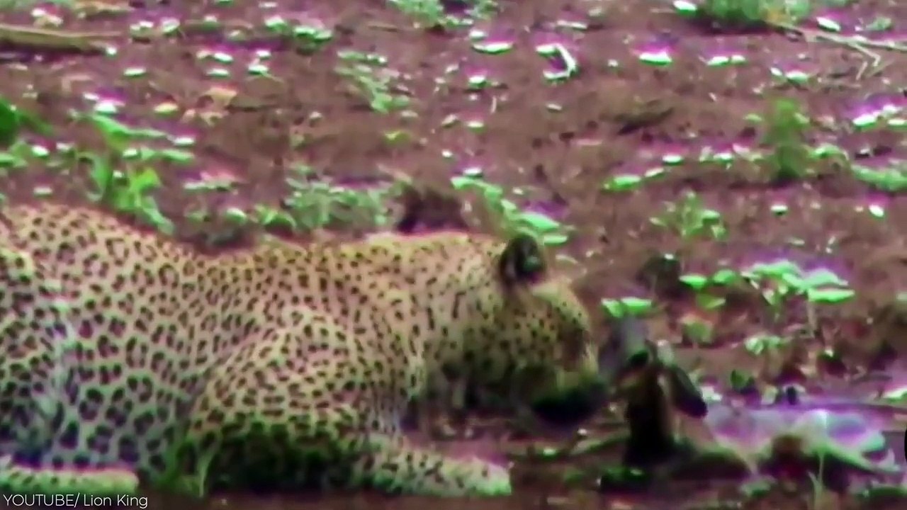 11 Times Predators Let Their Prey Live - video Dailymotion