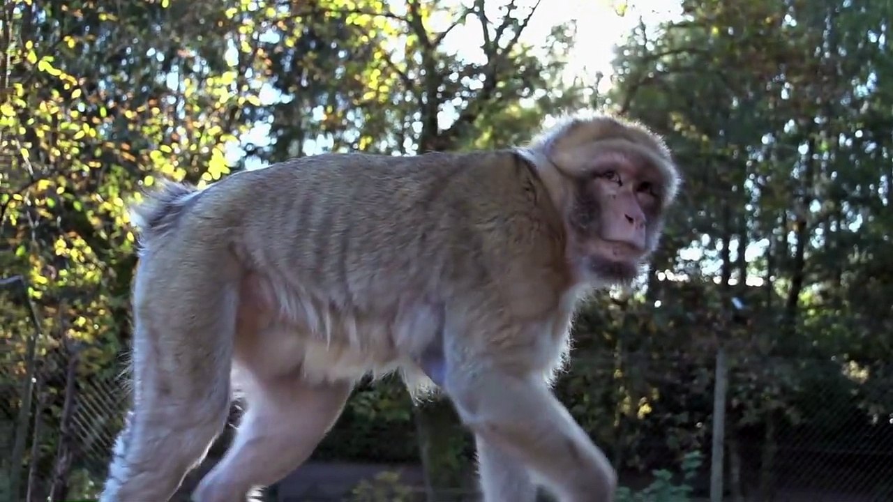 The Greatest Animal Clashes Captured on Camera