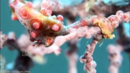 15 Cutest Exotic Animals You Can Own As Pets